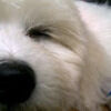 annale677